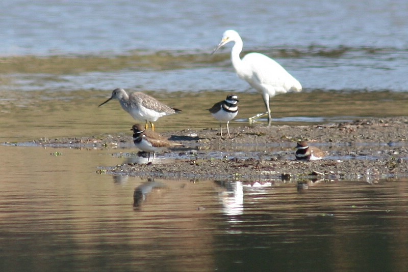 Killdeer, yellowlegs and egret hanging together at Carr Lake, Salinas, CA